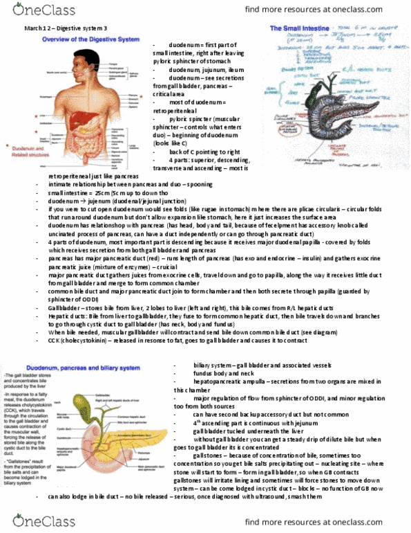 Anatomy and Cell Biology 3319 Lecture Notes - Lecture 21: Quadrate Bone, Portal Triad, Pelvic Floor thumbnail