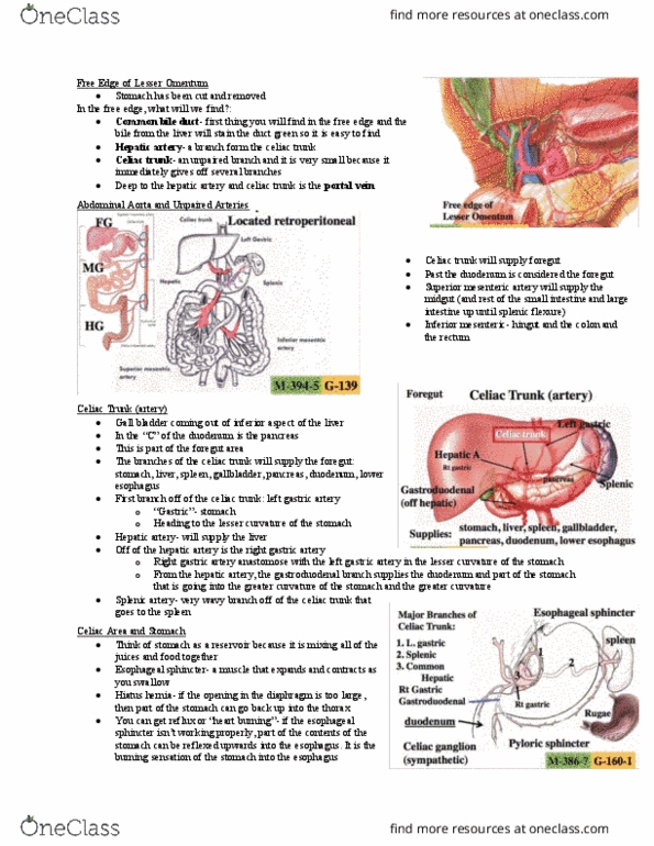 Anatomy and Cell Biology 2221 Lecture Notes - Lecture 3: Middle Colic Artery, Spermatic Cord, Ligament thumbnail