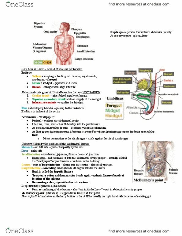 Anatomy and Cell Biology 2221 Lecture Notes - Lecture 2: Vas Deferens, Curvatures Of The Stomach, Hepatoduodenal Ligament thumbnail