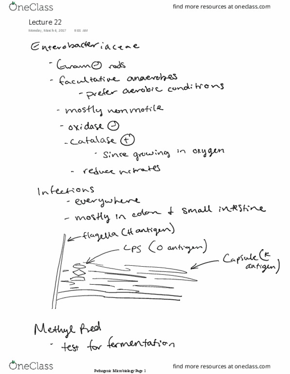 VBMS 441 Lecture Notes - Lecture 22: Cardoon, Catalase thumbnail