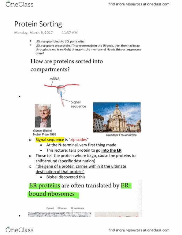 BIOL 201 Lecture Notes - Lecture 19: Intermembrane Space, Nucleoplasm, Alpha Helix thumbnail