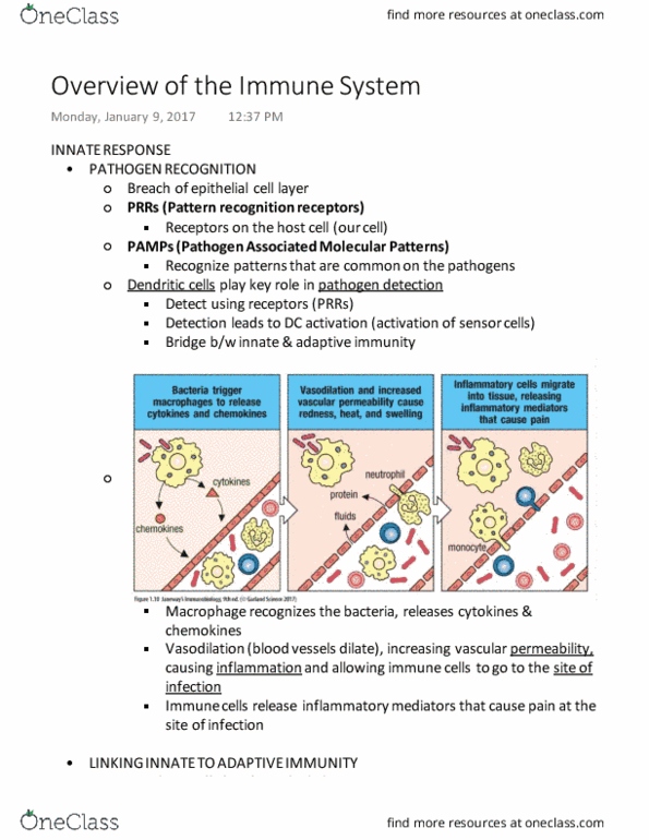 MIMM 214 Lecture Notes - Lecture 3: Clonal Selection, Plasma Cell, Thymus thumbnail