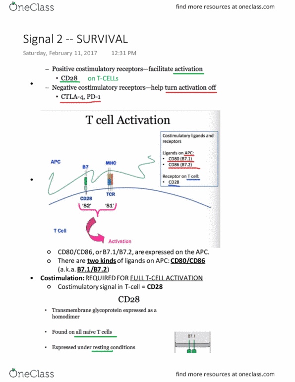 MIMM 214 Lecture Notes - Lecture 16: Pd-L1, List Of Breaking Bad And Better Call Saul Characters, Il-2 Receptor thumbnail