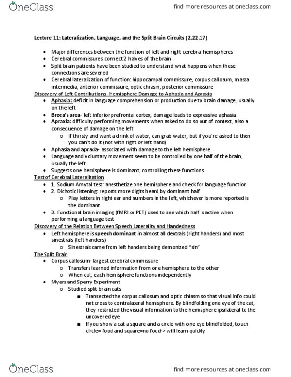 PSYCH 15 Lecture Notes - Lecture 11: Planum Temporale, Lateral Sulcus, Spatial Ability thumbnail