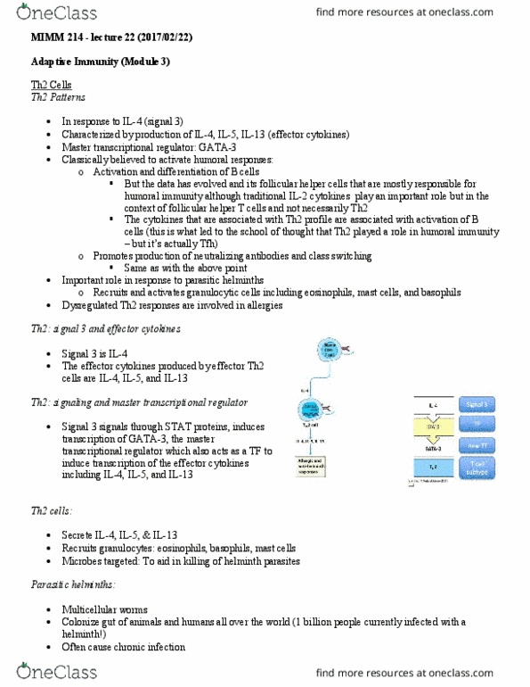 MIMM 214 Lecture Notes - Lecture 22: Interleukin 22, Plasma Cell, Egg Cell thumbnail