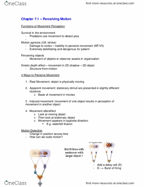 PSYC 363 Lecture Notes - Lecture 7: Retina, Adobe After Effects, Agnosia thumbnail