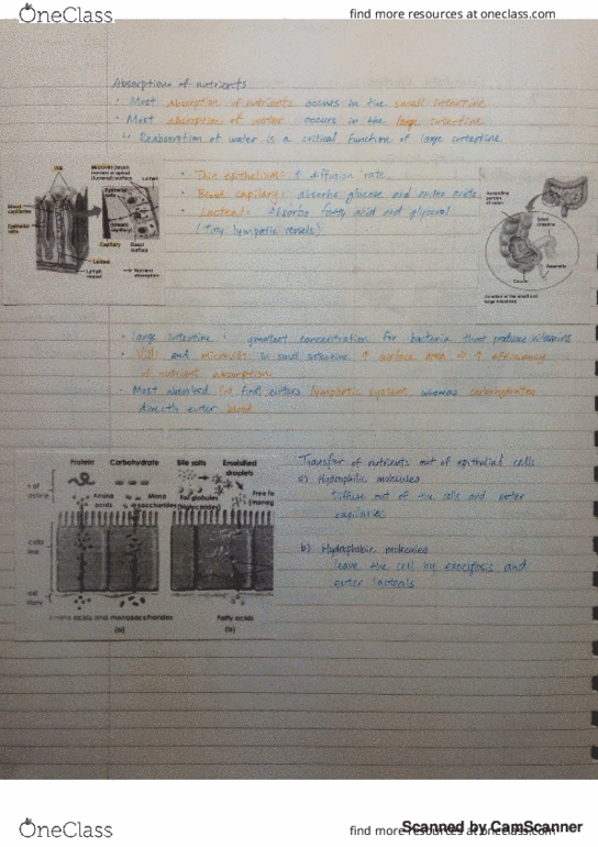 BIOL 102 Lecture Notes - Lecture 7: Gastrointestinal Tract, Digestion, Hepatic Veins thumbnail