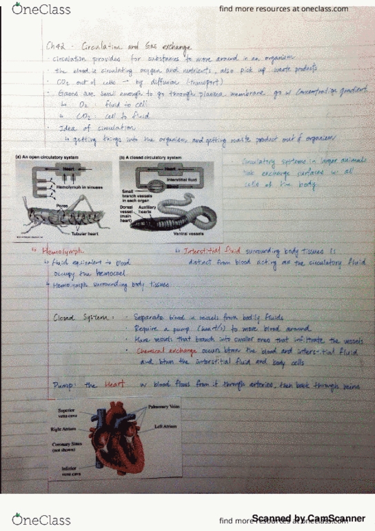 BIOL 102 Lecture Notes - Lecture 8: Red Blood Cell, Skeletal Muscle, Carny thumbnail