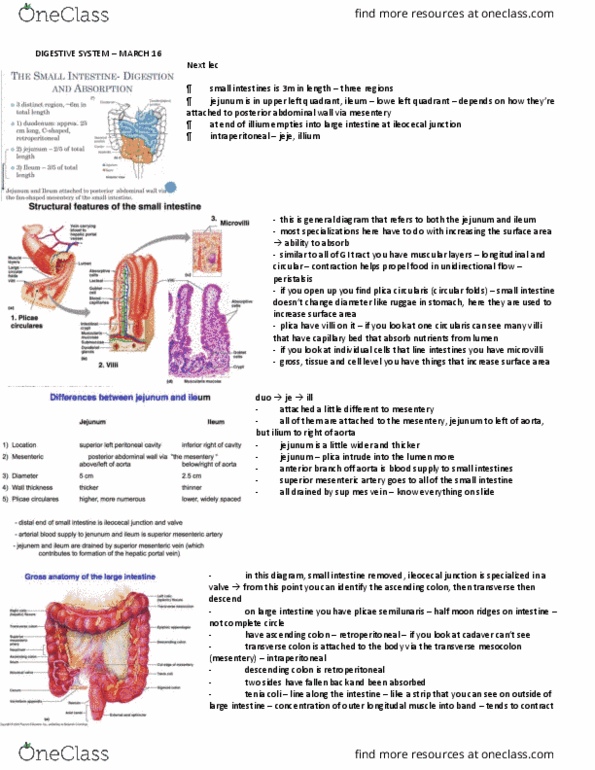 Anatomy and Cell Biology 3319 Lecture Notes - Lecture 19: Urogenital Diaphragm, Levator Ani, Pubic Symphysis thumbnail