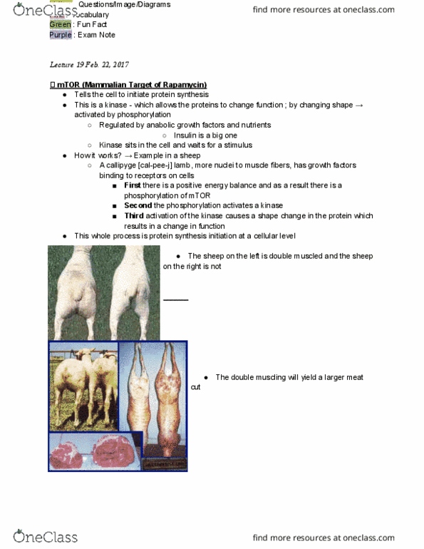 AN S 345 Lecture Notes - Lecture 19: Lysine, Lipopolysaccharide, Histidine thumbnail