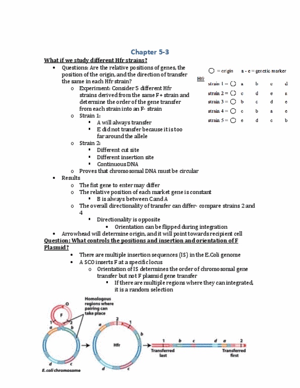 BIOL 2000 Lecture Notes - Hfr Cell, Escherichia Coli, Chromosome thumbnail