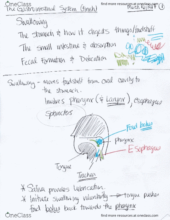 NPB 10 Lecture Notes - Lecture 18: Qus, Ileum, Ion thumbnail