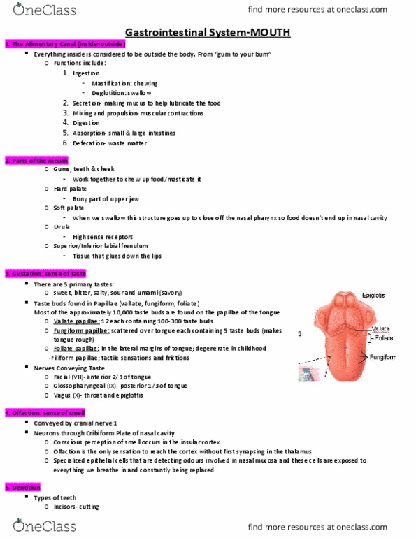 HTHSCI 1H06 Lecture Notes - Lecture 14: Adventitia, Brainstem, Histology thumbnail