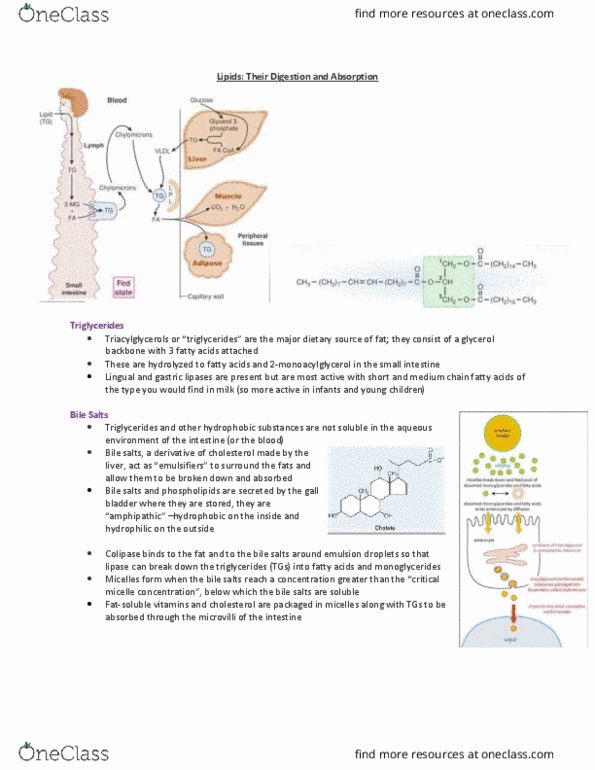 HTHSCI 1LL3 Lecture Notes - Lecture 15: Reverse Cholesterol Transport, Dementia, Vitamin K thumbnail