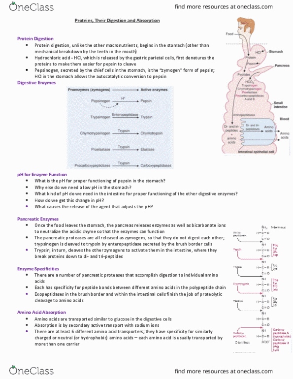 HTHSCI 1LL3 Lecture Notes - Lecture 16: Red Blood Cell, Extracellular Fluid, Tabloid Journalism thumbnail