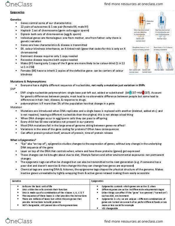 HTHSCI 1LL3 Lecture Notes - Lecture 12: Chromatin, Telomerase, Asthma thumbnail