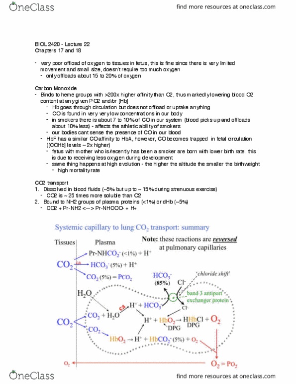 BIOL 2420 Lecture Notes - Lecture 22: Carbonic Anhydrase, Peripheral Chemoreceptors, Baroreceptor thumbnail