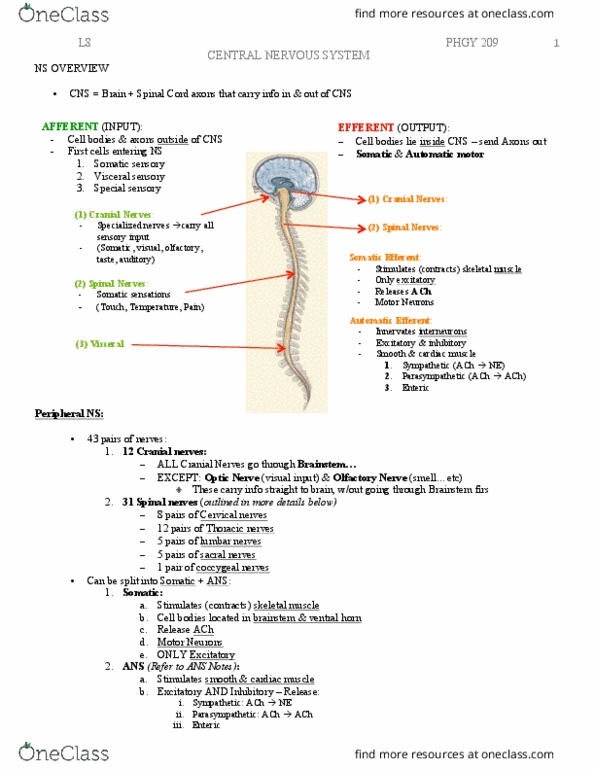PHGY 209 Lecture Notes - Lecture 5: Foramen, Ectoderm, Hindbrain thumbnail