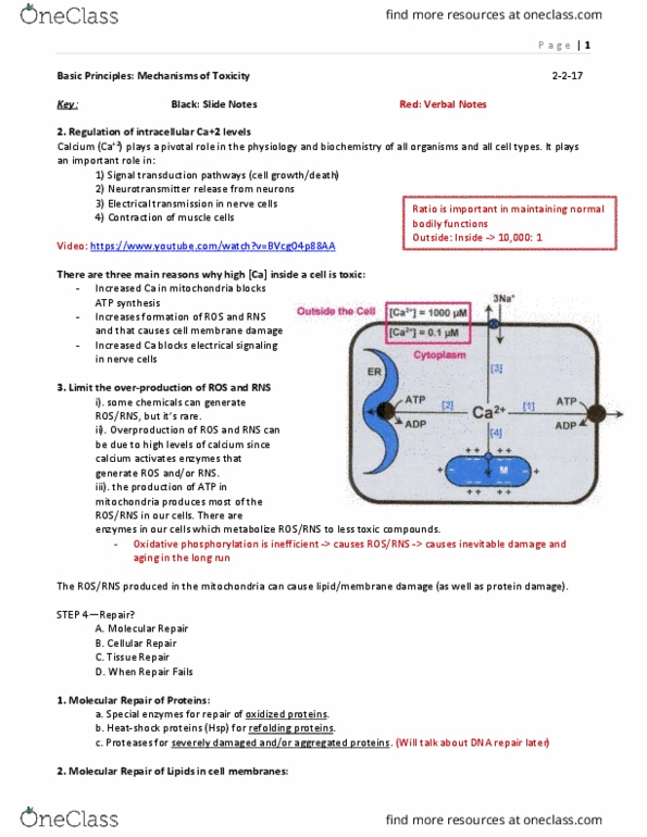 PHAR 1001 Lecture Notes - Lecture 5: Oxidative Phosphorylation, Signal Transduction, Mptp thumbnail