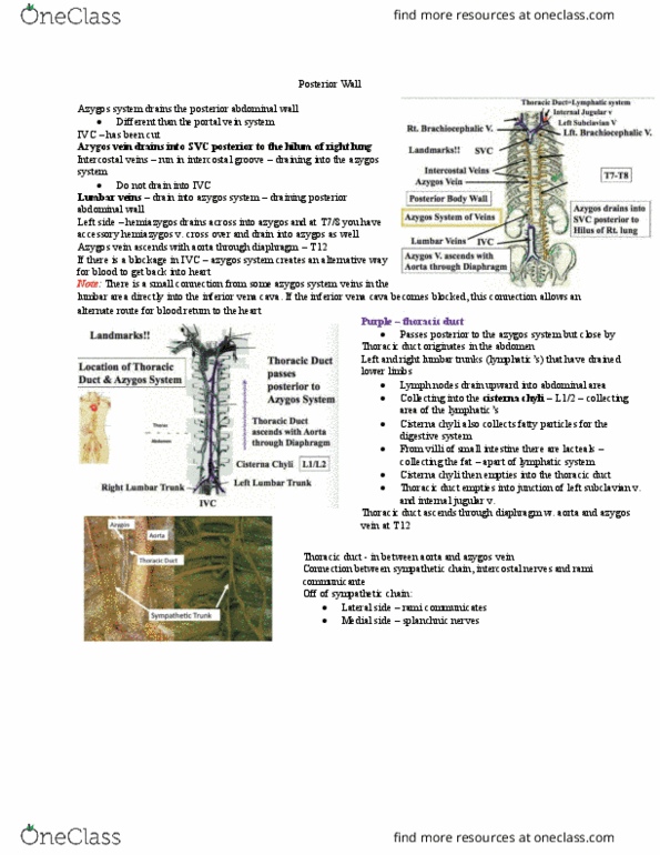 Anatomy and Cell Biology 2221 Lecture Notes - Lecture 4: Cisterna Chyli, Azygos Vein, Superior Mesenteric Artery thumbnail