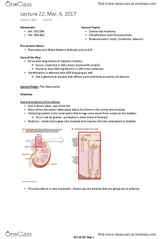 PSL301H1 Lecture Notes - Lecture 22: Afferent Arterioles, Efferent Arteriole, Renal Blood Flow thumbnail