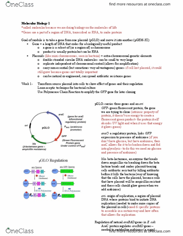 BIOLOGY 173 Lecture Notes - Lecture 4: Arabinose, Antimicrobial Resistance, Ampicillin thumbnail