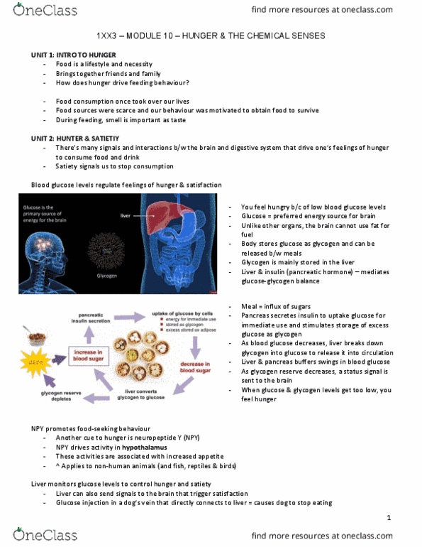 PSYCH 1XX3 Lecture Notes - Lecture 10: Opioid Receptor, Adipose Tissue, Neuropeptide Y thumbnail
