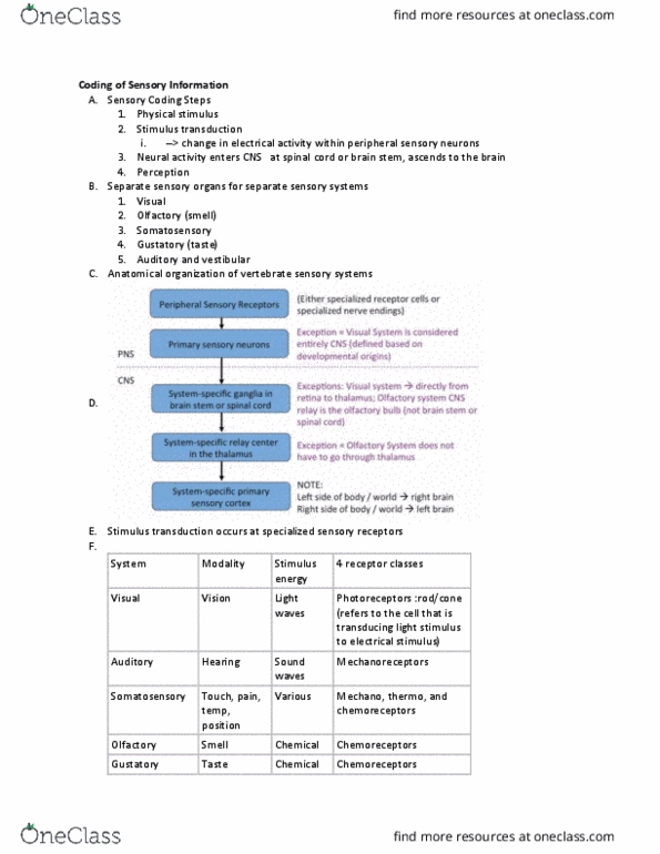 NBB 301 Lecture Notes - Lecture 15: Cornea, Outer Plexiform Layer, Axon thumbnail