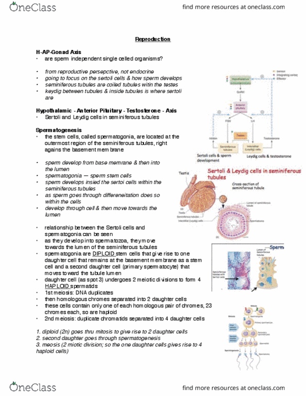 BIOM 3200 Lecture Notes - Lecture 13: Scrotum, Arteriole, Louise Brown thumbnail