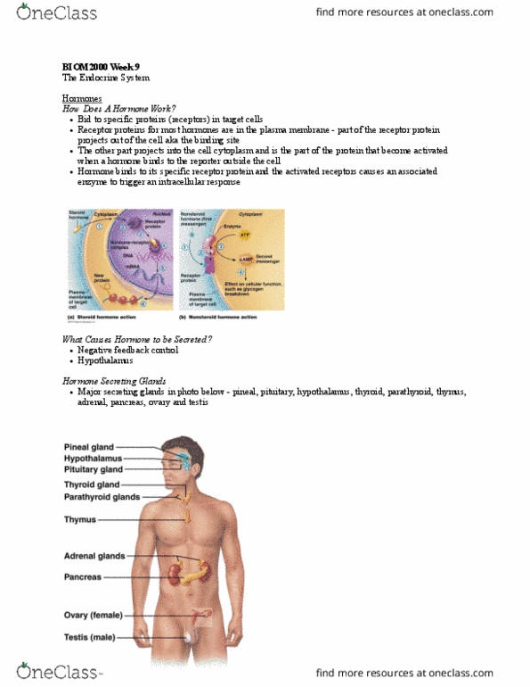 BIOM 2000 Lecture Notes - Lecture 9: Thyroid Hormones, Pancreatic Islets, Epiglottis thumbnail