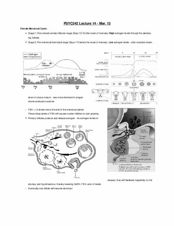 PSYC 342 Lecture Notes - Lecture 14: Premenstrual Dysphoric Disorder, Verbal Memory, Grey Matter thumbnail