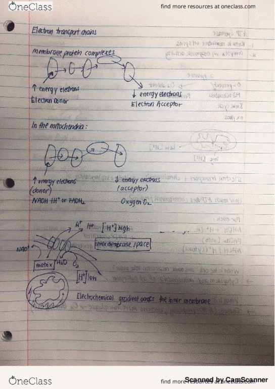 BIOL 107 Lecture Notes - Lecture 17: Atp Synthase thumbnail