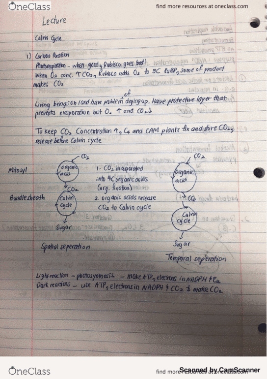 BIOL 107 Lecture Notes - Lecture 18: Light-Independent Reactions, Carbon Fixation, Rubisco thumbnail