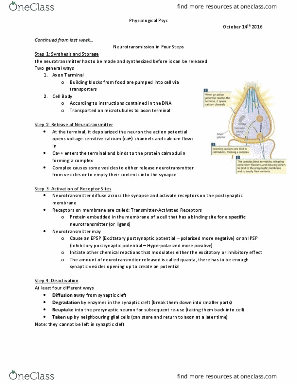 PSYC 2200H Lecture Notes - Lecture 4: Dyskinesia, Brainstem, Serotonergic thumbnail