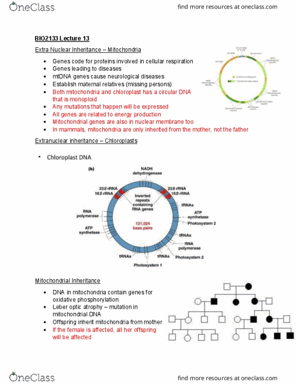 BIO 2133 Lecture Notes - Lecture 13: Dosage Compensation, Spermatogenesis, Barr Body thumbnail