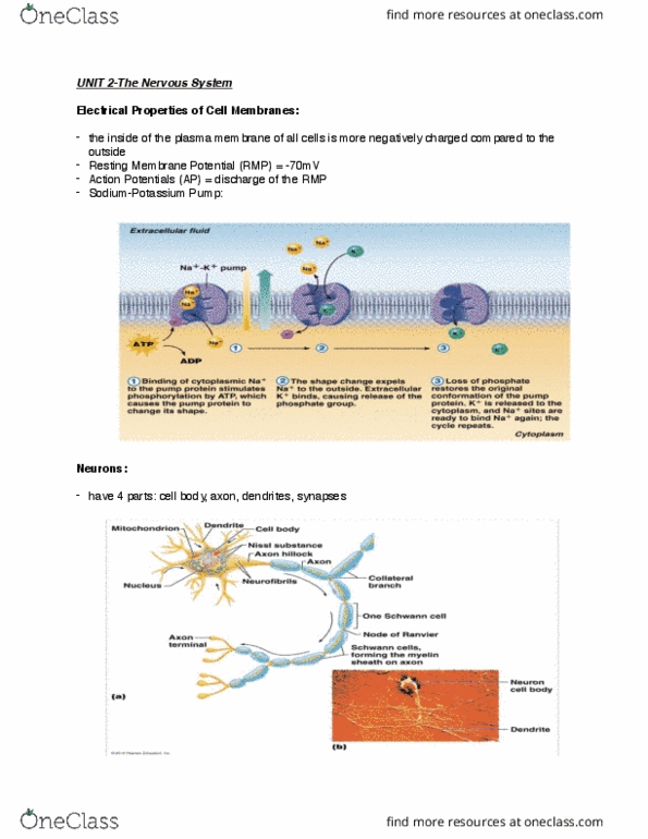 BIOM 2000 Lecture Notes - Lecture 2: Acetylcholine, Choroid Plexus, Postganglionic Nerve Fibers thumbnail
