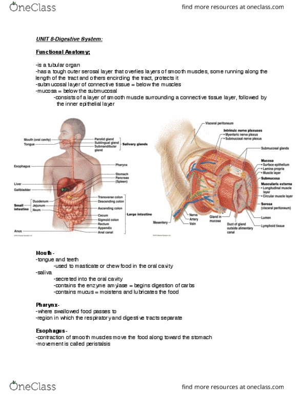 BIOM 2000 Lecture Notes - Lecture 8: Emulsion, Short-Chain Fatty Acid, Sucrose thumbnail