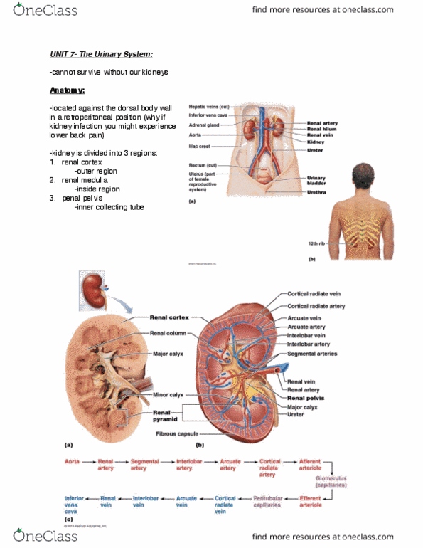 BIOM 2000 Lecture Notes - Lecture 7: Distal Convoluted Tubule, Proximal Tubule, Internal Urethral Orifice thumbnail