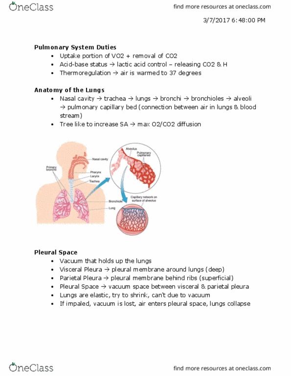 Kinesiology 2230A/B Lecture Notes - Lecture 1: Internal Intercostal Muscles, Intrapleural Pressure, External Intercostal Muscles thumbnail