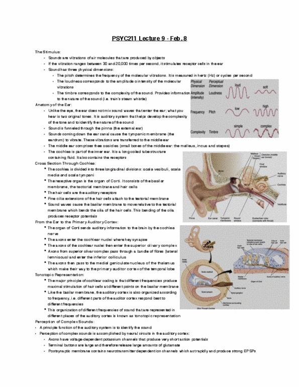 PSYC 211 Lecture Notes - Lecture 9: Bottle Cap, Subcutaneous Tissue, Dorsal Root Ganglion thumbnail