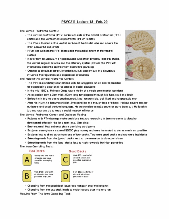 PSYC 211 Lecture Notes - Lecture 15: Thalamus, Visual Cortex, Superior Temporal Sulcus thumbnail