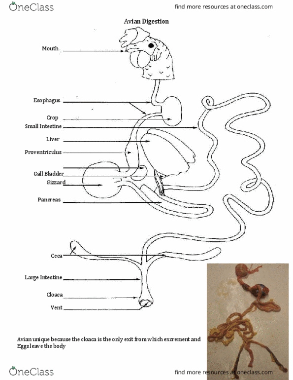 ANSI 3543 Lecture Notes - Lecture 14: Proventriculus, Gastric Acid, Salivary Gland thumbnail