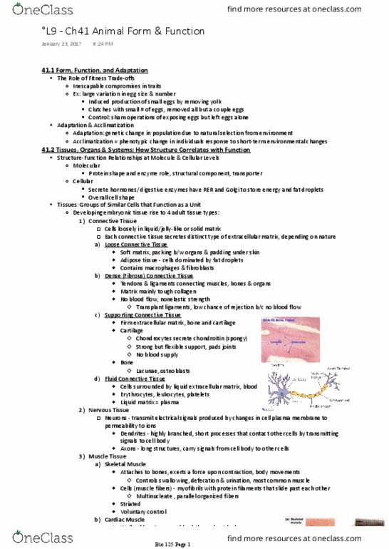 BIOL 125 Lecture Notes - Lecture 9: Cardiac Muscle, Myocyte, Skeletal Muscle thumbnail