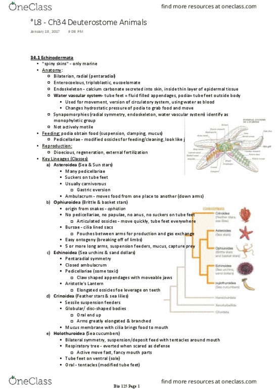 BIOL 125 Lecture Notes - Lecture 8: Actinopterygii, Water Vascular System, Pharyngeal Jaw thumbnail