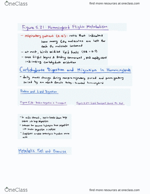 BIO202H5 Chapter Notes - Chapter 6: Premia, Glycogen thumbnail