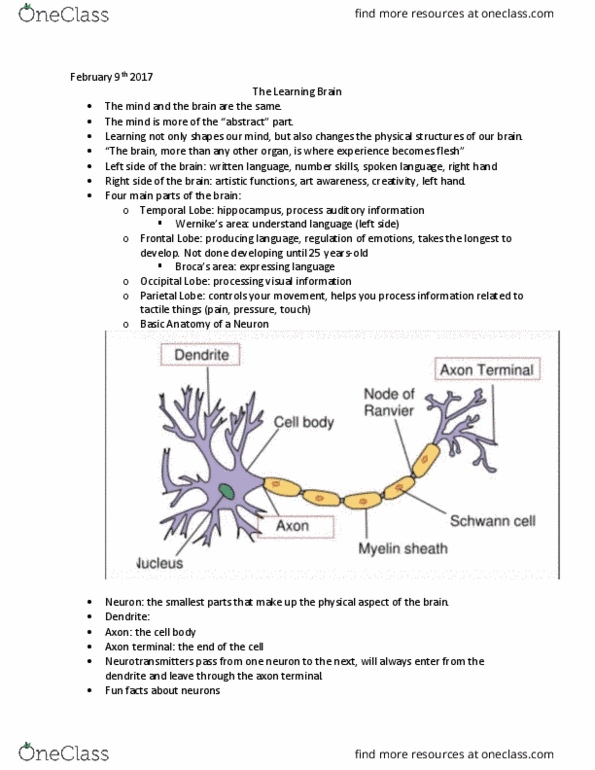 TE 150 Lecture Notes - Lecture 6: Axon Terminal, Schwann Cell, Synaptogenesis thumbnail