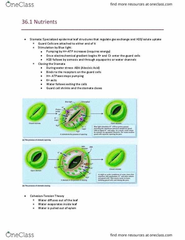 BISC208 Lecture Notes - Lecture 3: Guttation, Bicarbonate, Cellular Respiration thumbnail