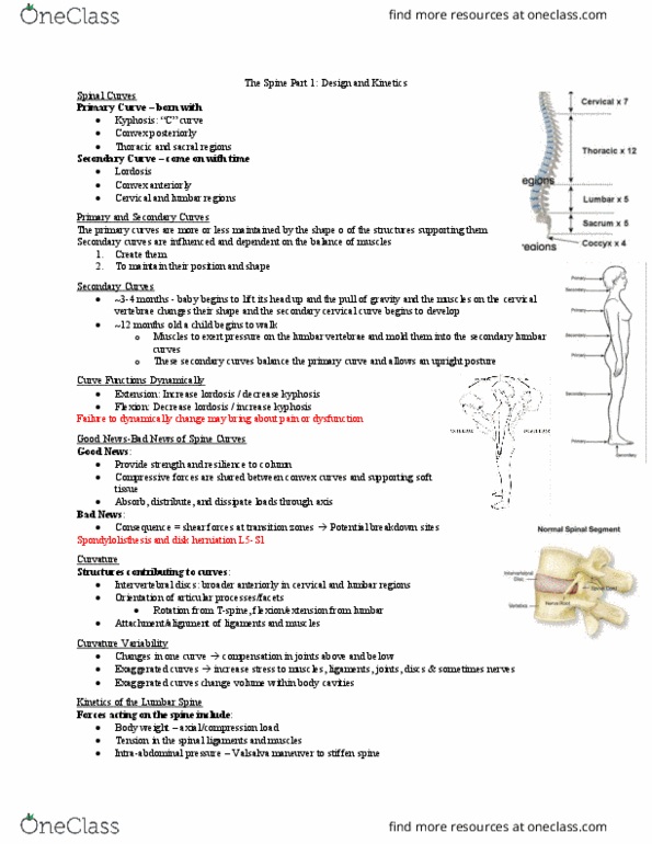 Kinesiology 3336A/B Lecture Notes - Lecture 18: Lumbar Vertebrae, Intervertebral Disc, Cervical Vertebrae thumbnail