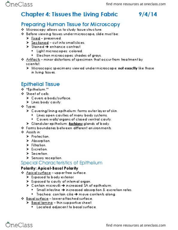 KAAP309 Chapter Notes - Chapter 4: Stratified Squamous Epithelium, Simple Squamous Epithelium, Connective Tissue thumbnail