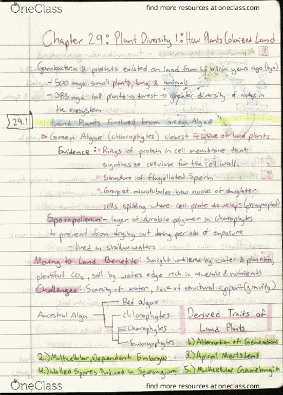 BIO 311D Chapter Notes - Chapter 29: Lycopodiopsida, Plauen, Rhyne thumbnail